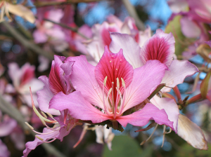 Bauhinia Flower